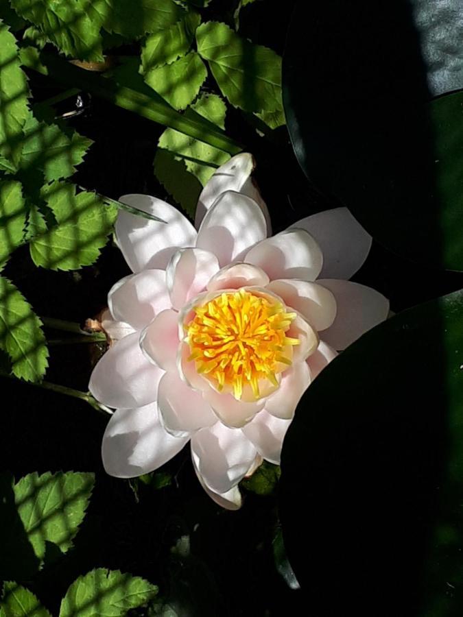 Holydays Home Little Frog Agliano Terme Exteriör bild